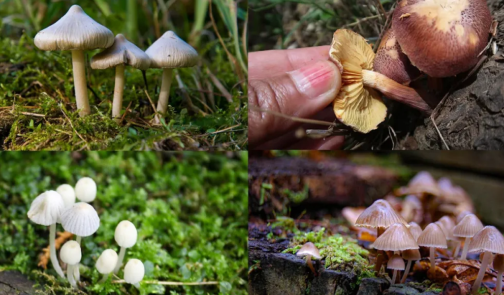 magic mushroom delivery
